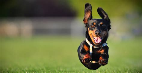 6 Essential Tips For Great Action Shots Of Dogs - Modern Lens Magazine