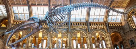 london's natural history museum unveils blue whale skeleton