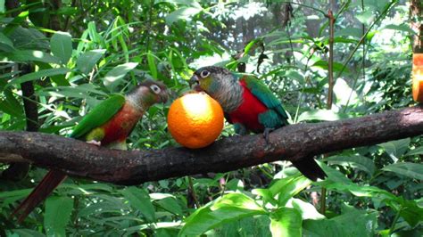 Where to See Wild Crimson Bellied Conures While on Vacation | Rose Garden Tours Travel Blog