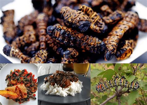 What are Mopani worms? - Nomad Africa Magazine | Celebrating the world ...