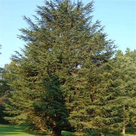 Eastern Red Cedar Tree Facts, Identification, Uses, Pictures