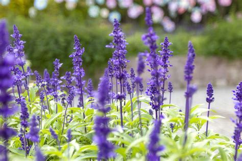 28 Drought-Tolerant Plants That Beat The Summer Heat