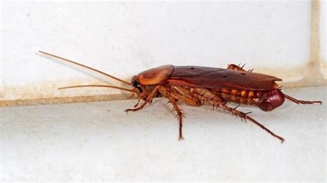 All About Cockroach Eggs - Rentokil Indonesia