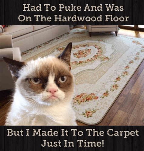 Grumpy Cat Was On The Hardwood Floor And Had To Puke But Made It To The ...