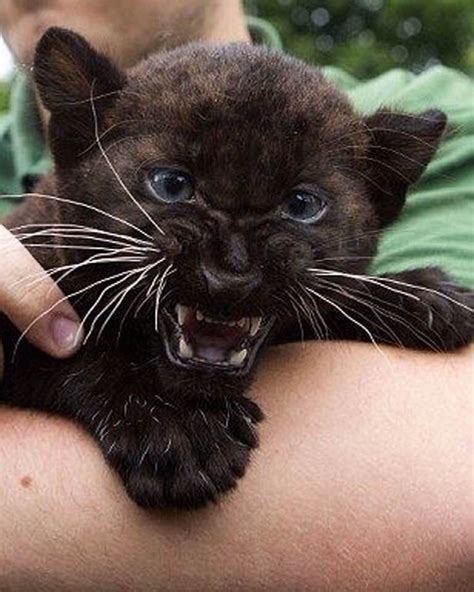 Baby Black Panther | Animals wild, Baby animals, Cute animals