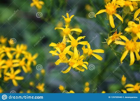 Rocky Mountain Wildflowers in Macro Close Up View in Full Summer Bloom in the Forest Along ...