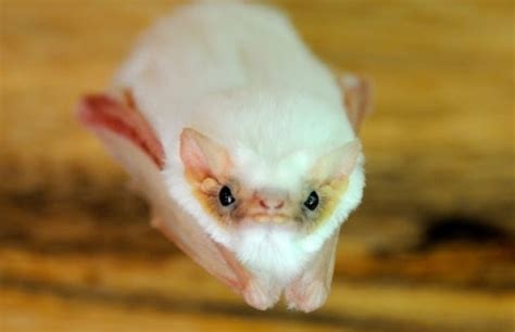 Top 10 Rare And Unusual Species of Bats