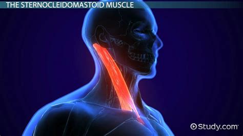 Sternocleidomastoid Muscle | Action, Origin & Insertion - Lesson ...