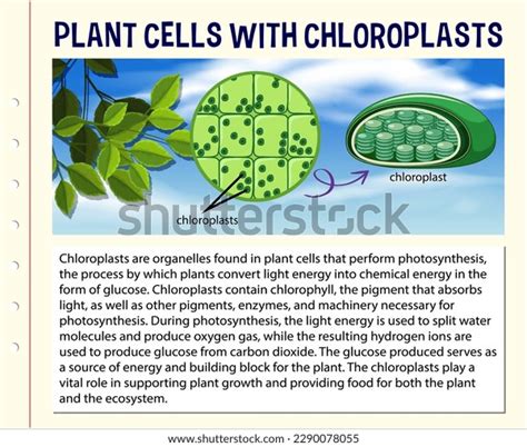 2+ Hundred Chloroplast Thylakoid Royalty-Free Images, Stock Photos & Pictures | Shutterstock