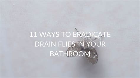 11 Ways To Eradicate Drain Flies In Your Bathroom - Pest Prevention Patrol