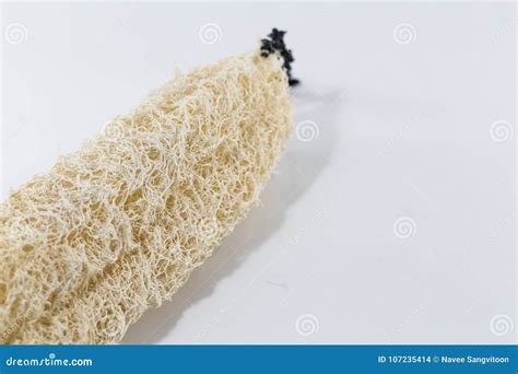 Dry Luffa, luffa sponge stock photo. Image of peel, healthy - 107235414