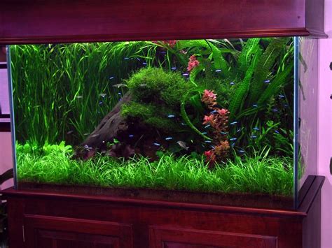 17 Best images about Aquariums on Pinterest | Fish aquariums, Shark tank and Reef aquarium