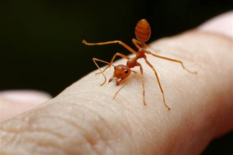 Ugryzienie przez mrówkę: objawy, łagodzenie objawów, wstrząs anafilaktyczny - Zdrowie w INTERIA.PL