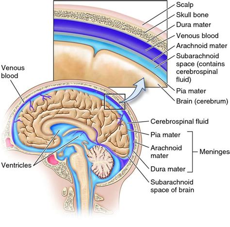 Meninges of the Brain - JovanqoRogers