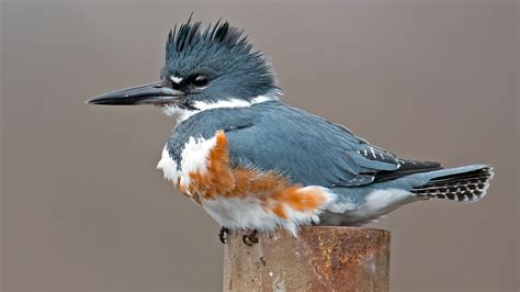 Belted Kingfisher | Audubon Field Guide