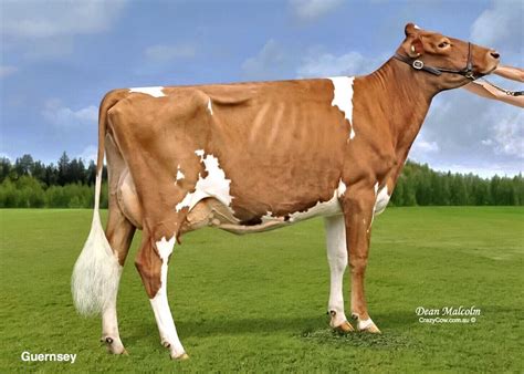 Guernsey | Dairy cows, Show cattle, Show cows