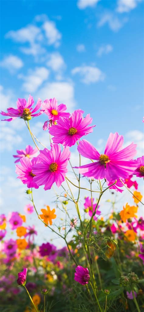 Full Hd Flowers Wallpaper For Android | Best Flower Site