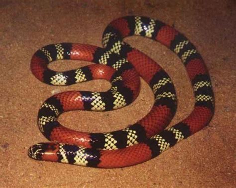 Brazilian Coral Snake | Snake, Coral snake, Reptiles and amphibians