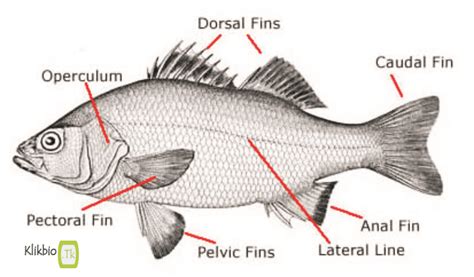 Characteristics, Morphological Structure, Organ Systems,Classification | Domain Biologi