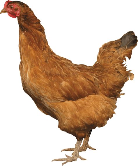 Chicken Png Image Transparent HQ PNG Download | FreePNGimg