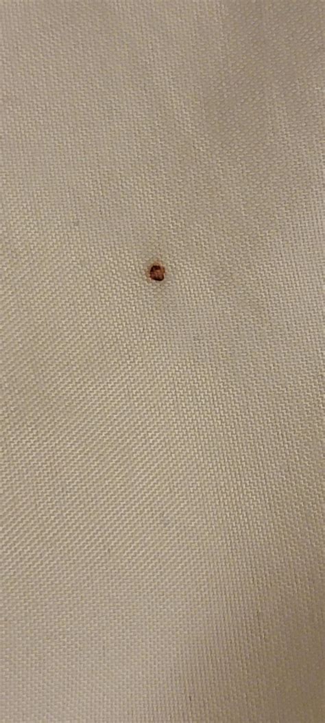 bed bug blood stains? : r/Bedbugs