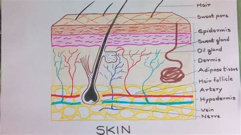 Skin Diagram || How to draw and label the parts of skin | Skin drawing, Human cell diagram ...