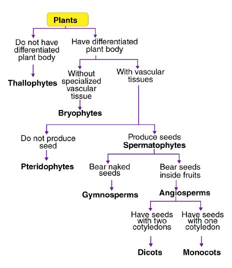 Draw a flow chart showing the classification of kingdom Plantae ...