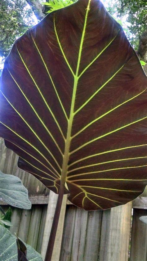 Elephant Ears (Alocasia): Plant Care and Collection of Varieties ...