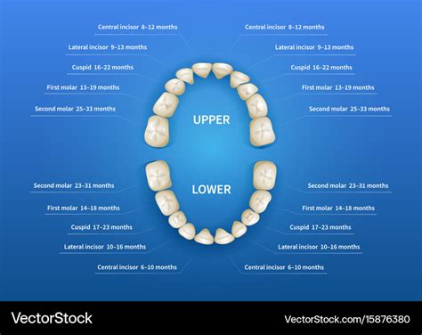 Children mouth with tooth numbering chart on blue Vector Image