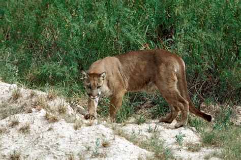 Outdoor Tips from Texas Parks & Wildlife magazine: Mammal Monday — A Texas Lion