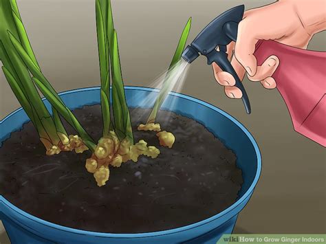 How to Grow Ginger Indoors: 14 Steps (with Pictures) - wikiHow