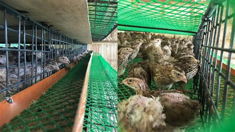 Quail Farming: How to Start Quail Farm Business - Discover Agriculture