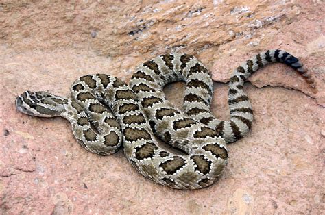 Western rattlesnake, Crotalus oreganus – Biodiversity Atlas of LA