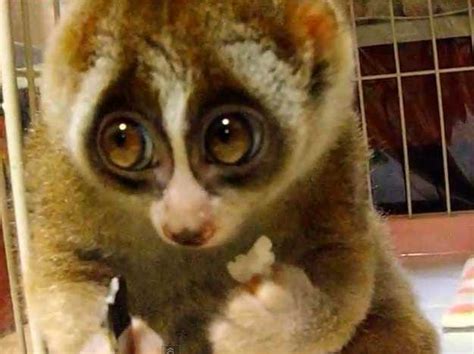 Slow Loris Adorable Video - Business Insider