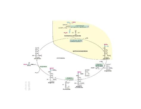 Urea Cycle | Energetics of Urea Cycle | Regulation of Urea Cycle ...