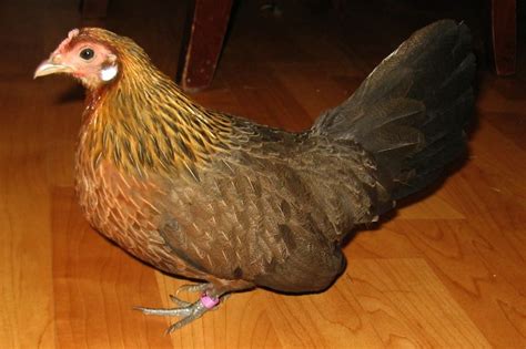 Dutch Bantams For Sale | Bantam, Dutch, Barred rocks