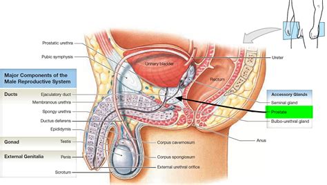 Prostate Gland - Prostate Gland Location and Function