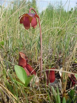 Biodiversity in the Boreal Forest: Shrubs, Mosses and Lichens - Regional Aquatics Monitoring ...