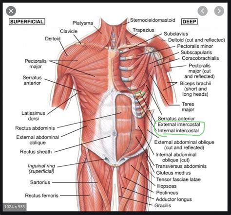 Rib Cage Muscles Diagram Muscles Of The Thoracic Wall 3d Anatomy | Images and Photos finder