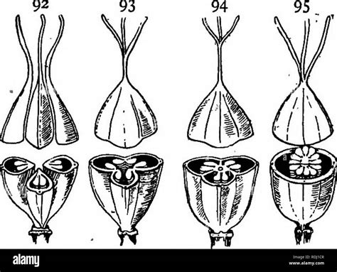 Apocarpous ovary hi-res stock photography and images - Alamy