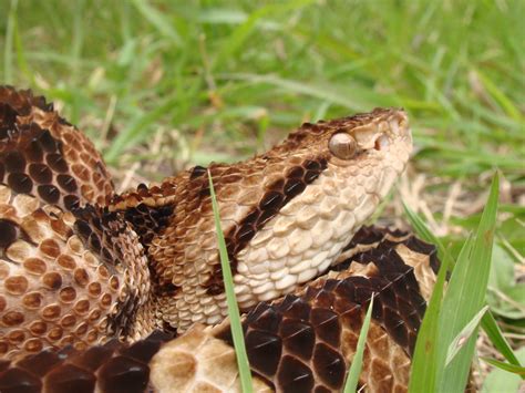 Crotalus simus | Daniela Da'Costa | Flickr