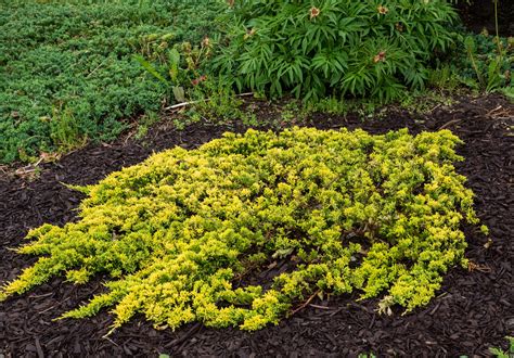 Juniperus — Sunnyside Nursery