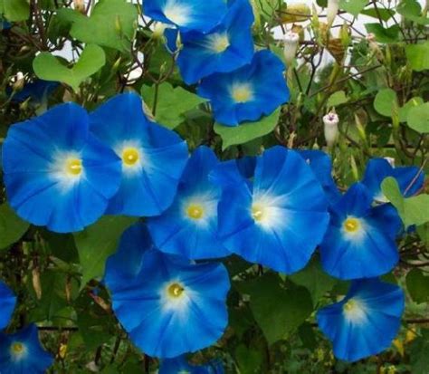 Blue Morning Glory - Flowers Photo (30352544) - Fanpop