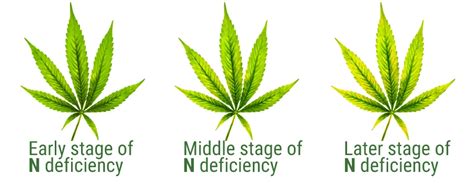 The Cannabis Deficiency Chart: A Comprehensive Guide - 420 Packaging