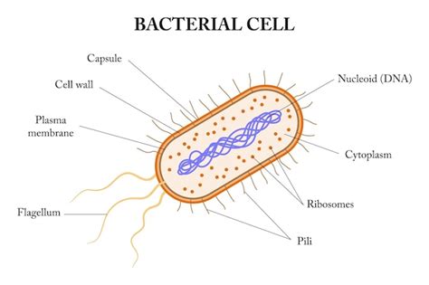 Premium Vector | Structere of a bacterial cell Diagram