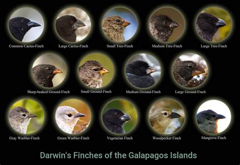 Darwin discovered that Galapagos finches have thirteen different kinds ...