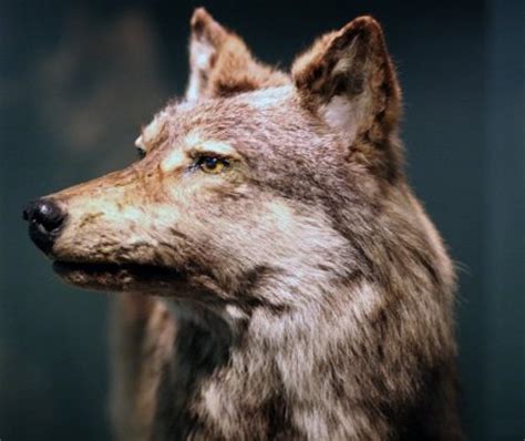 Wolves Of The World - Newfoundland Wolf - Canis lupus beothucus