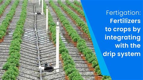 Fertigation:Fertilizers to crops by integrating with the drip system - Niagara Irrigation Automation