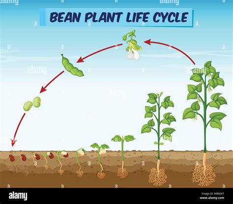 Schéma de l'illustration du cycle de vie du bean plant Image ...