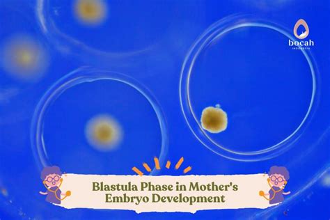 Blastula Phase in Mother's Embryo Development